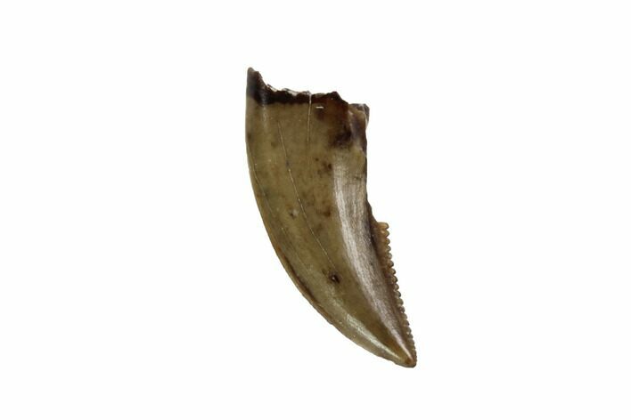 Serrated, Theropod (Raptor) Tooth - Montana #97402